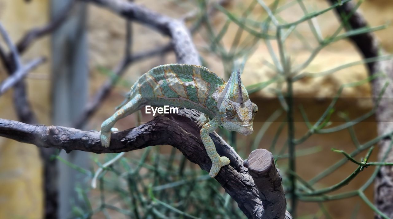tree, branch, reptile, animal, animal themes, animal wildlife, wildlife, plant, nature, focus on foreground, one animal, no people, lizard, outdoors, day, close-up, forest