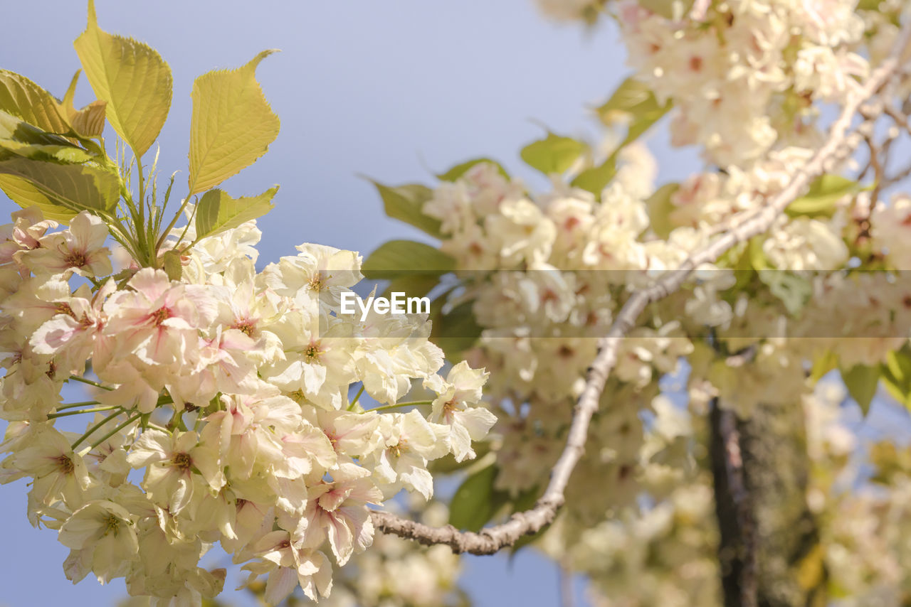 Pale yellow cherry blossoms of the ukon type in asukayama park in kita district, north of tokyo.