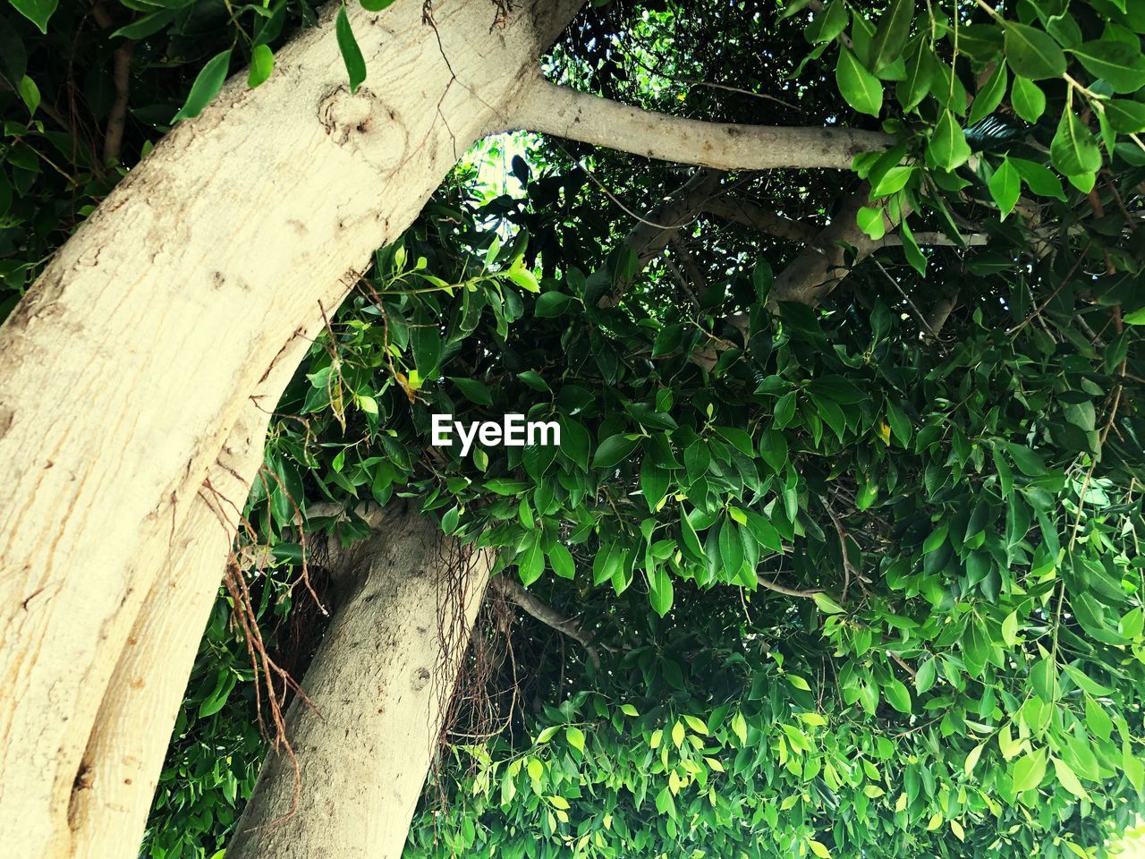 HIGH ANGLE VIEW OF IVY ON TREE TRUNK