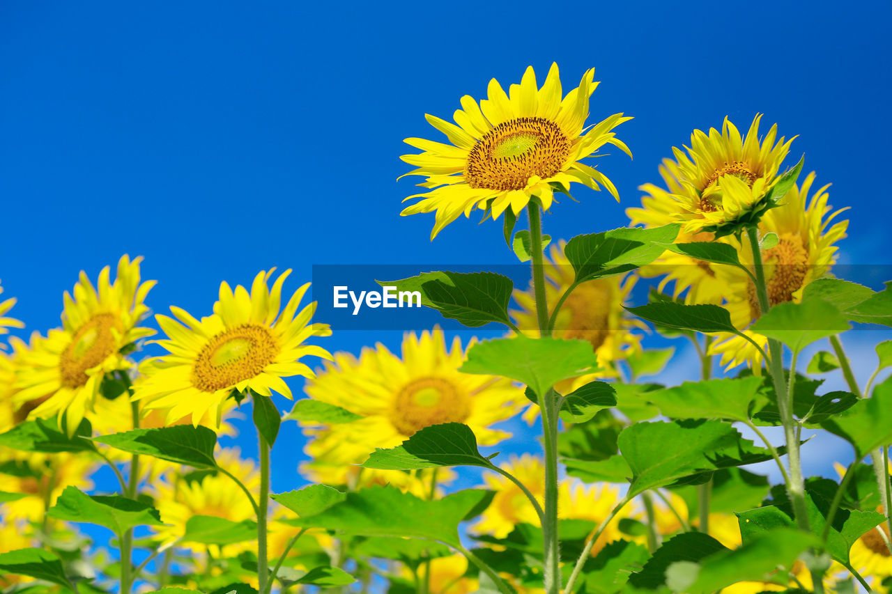 Low angle view of sunflowers