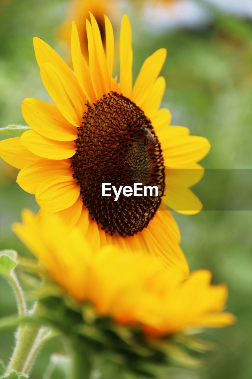 CLOSE-UP OF YELLOW FLOWER