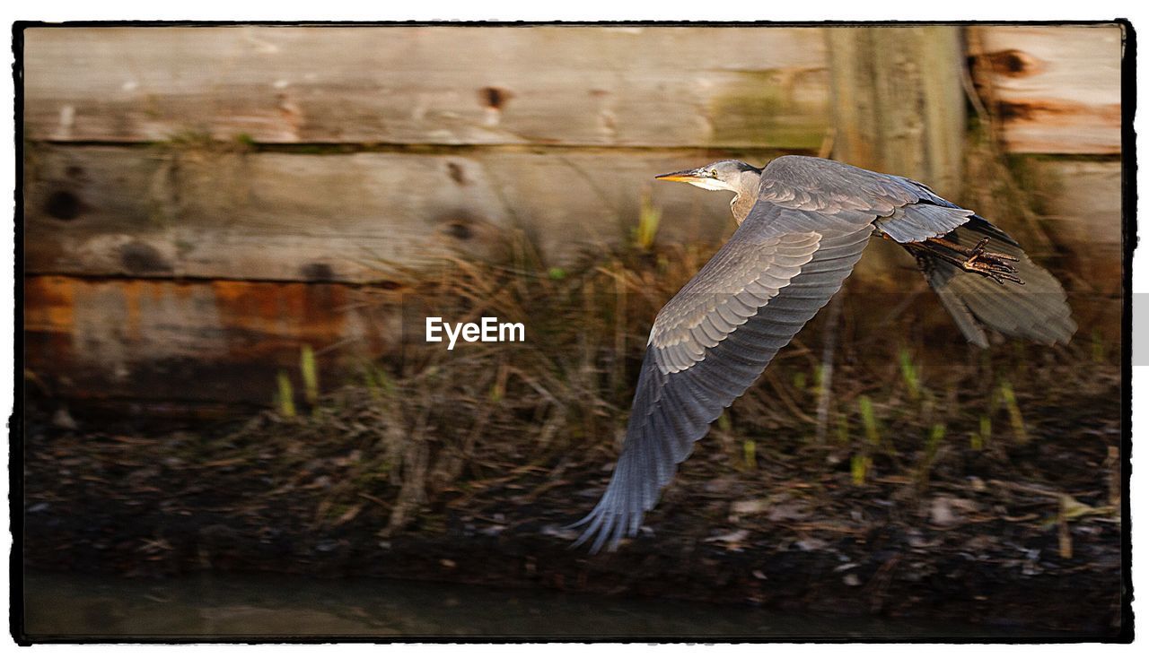 CLOSE-UP OF OWL FLYING