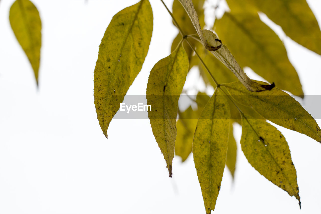 CLOSE-UP OF LEAVES ON LEAVES