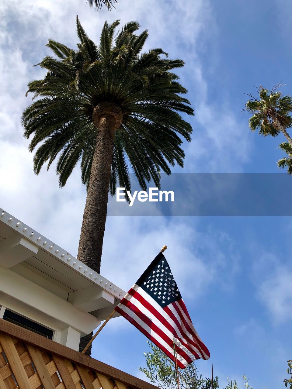 Low angle view of palm trees against sky and american flag