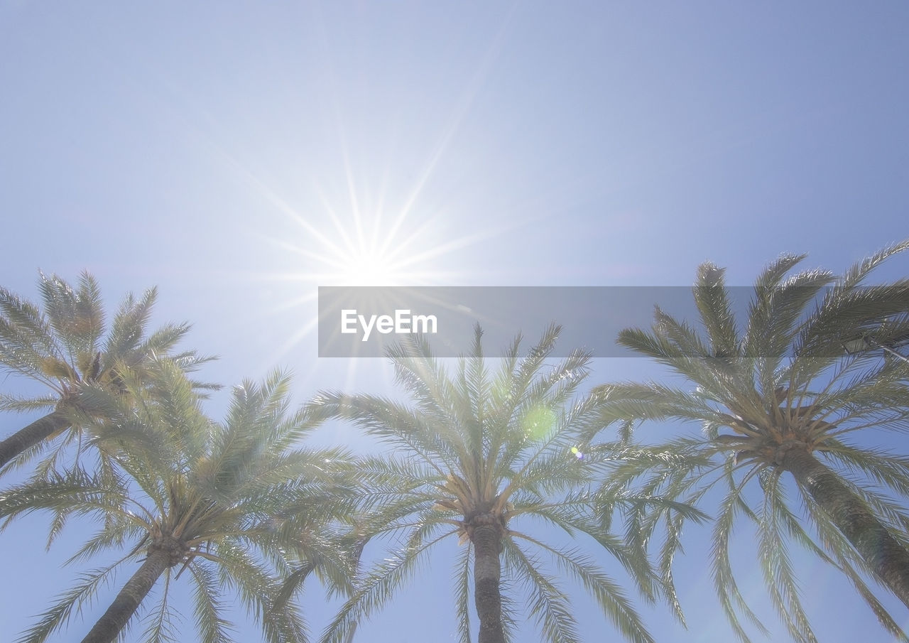 Low angle view of palm trees against sky on sunny day