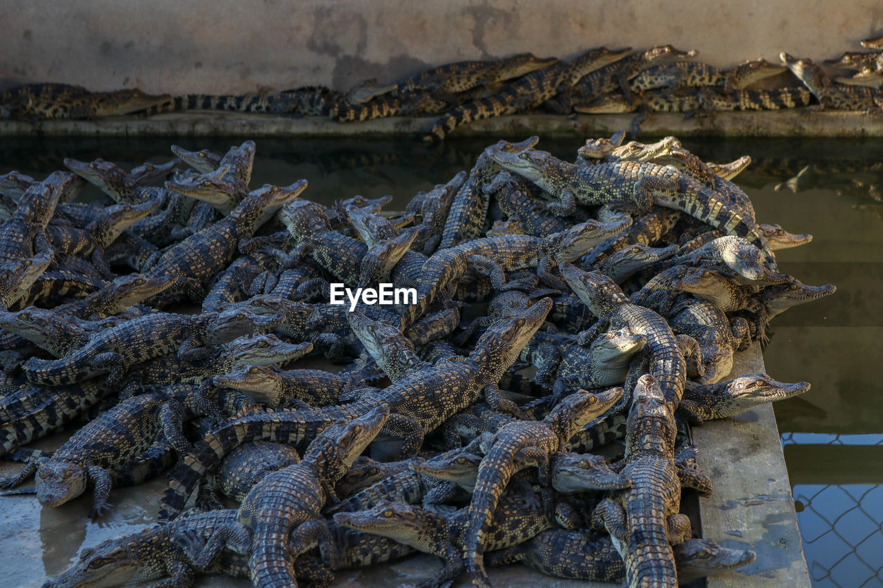 Crocodile hatchlings in cage by water in illegal meat and skin farm