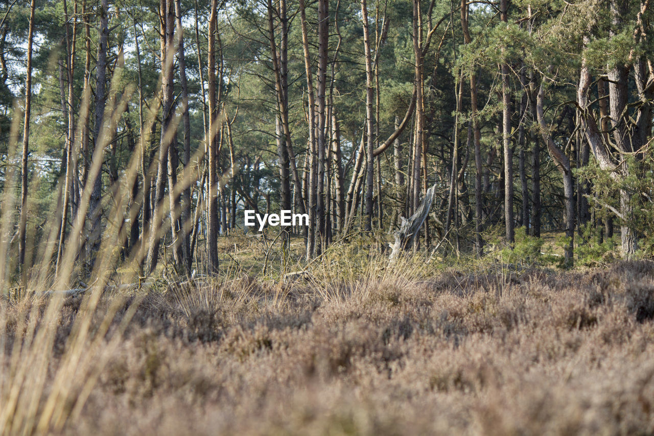 Trees in forest