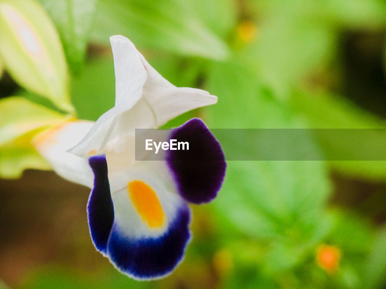 CLOSE-UP OF WHITE IRIS