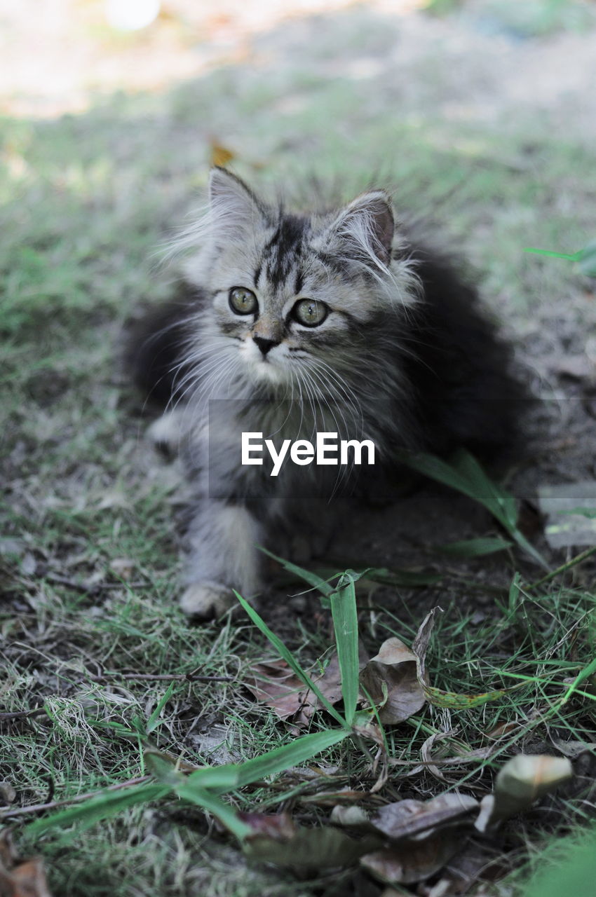 PORTRAIT OF CAT LYING ON GRASS