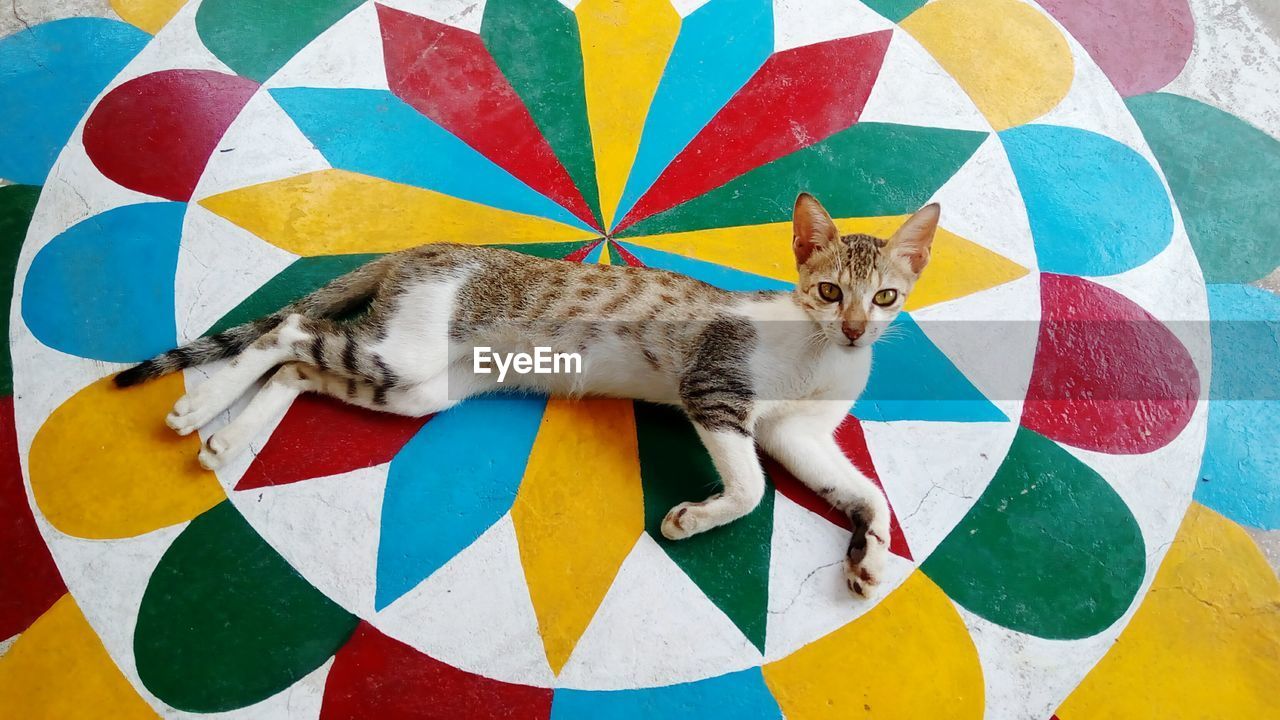 PORTRAIT OF CAT ON MULTI COLORED UMBRELLAS