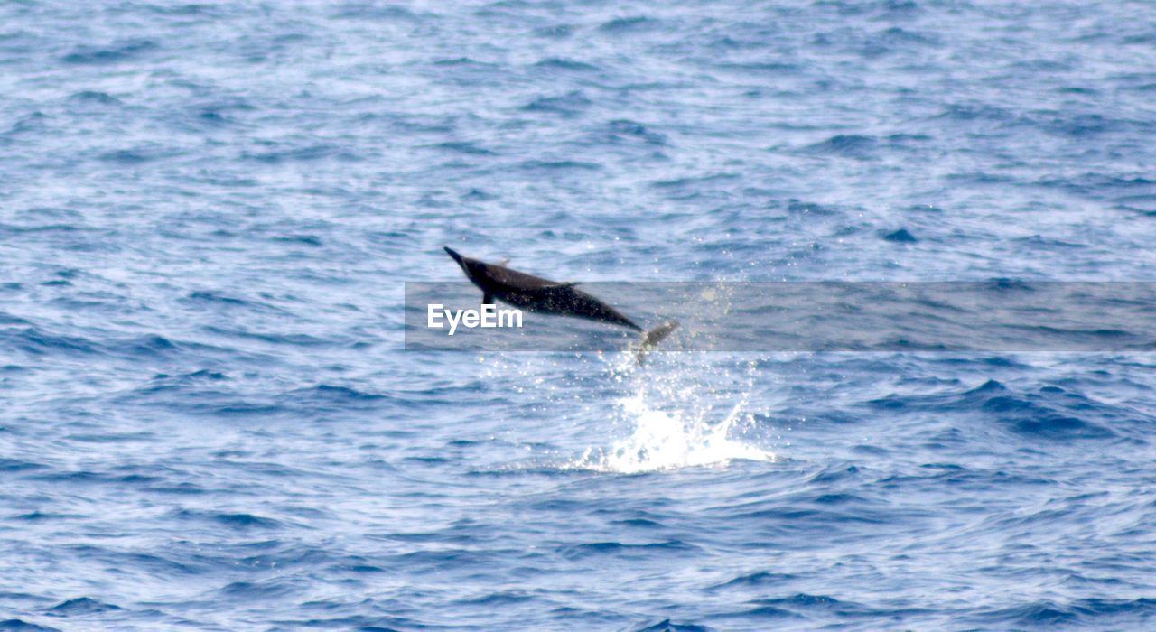 BIRD SWIMMING IN SEA