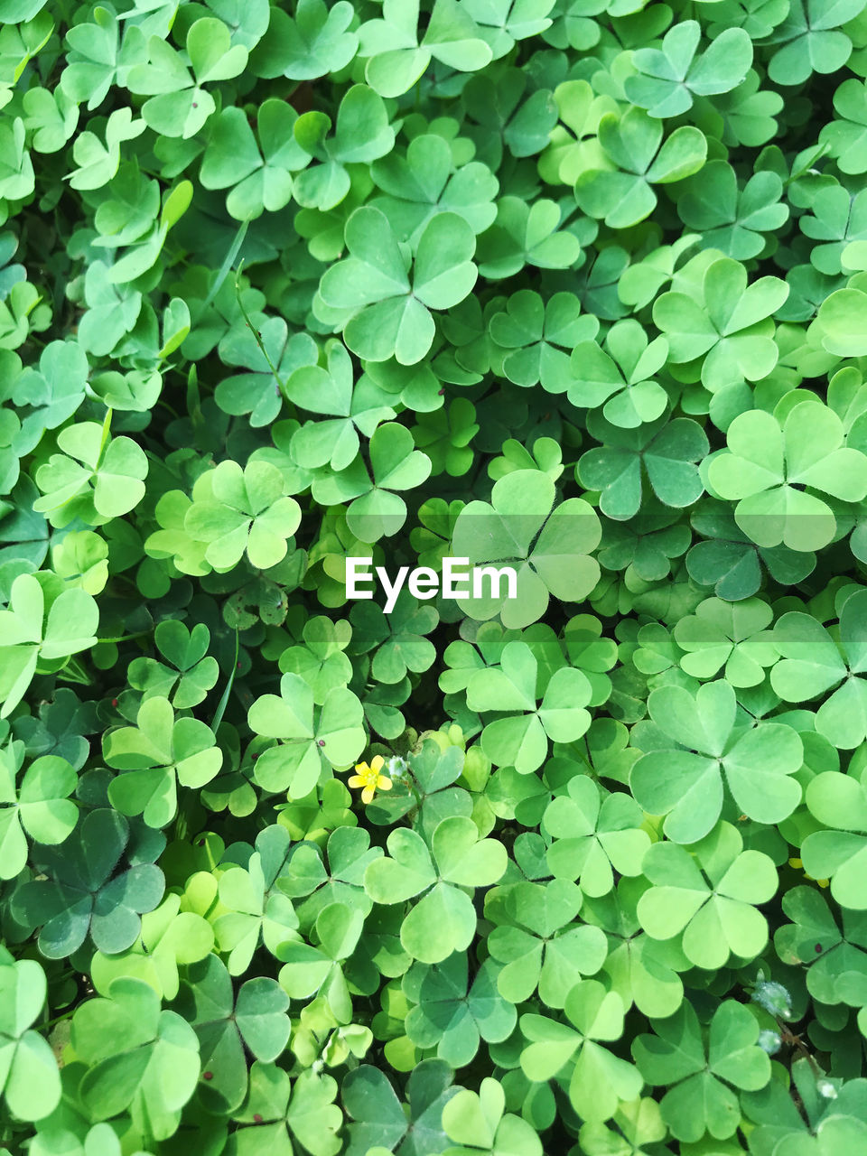 Full frame shot of green plant