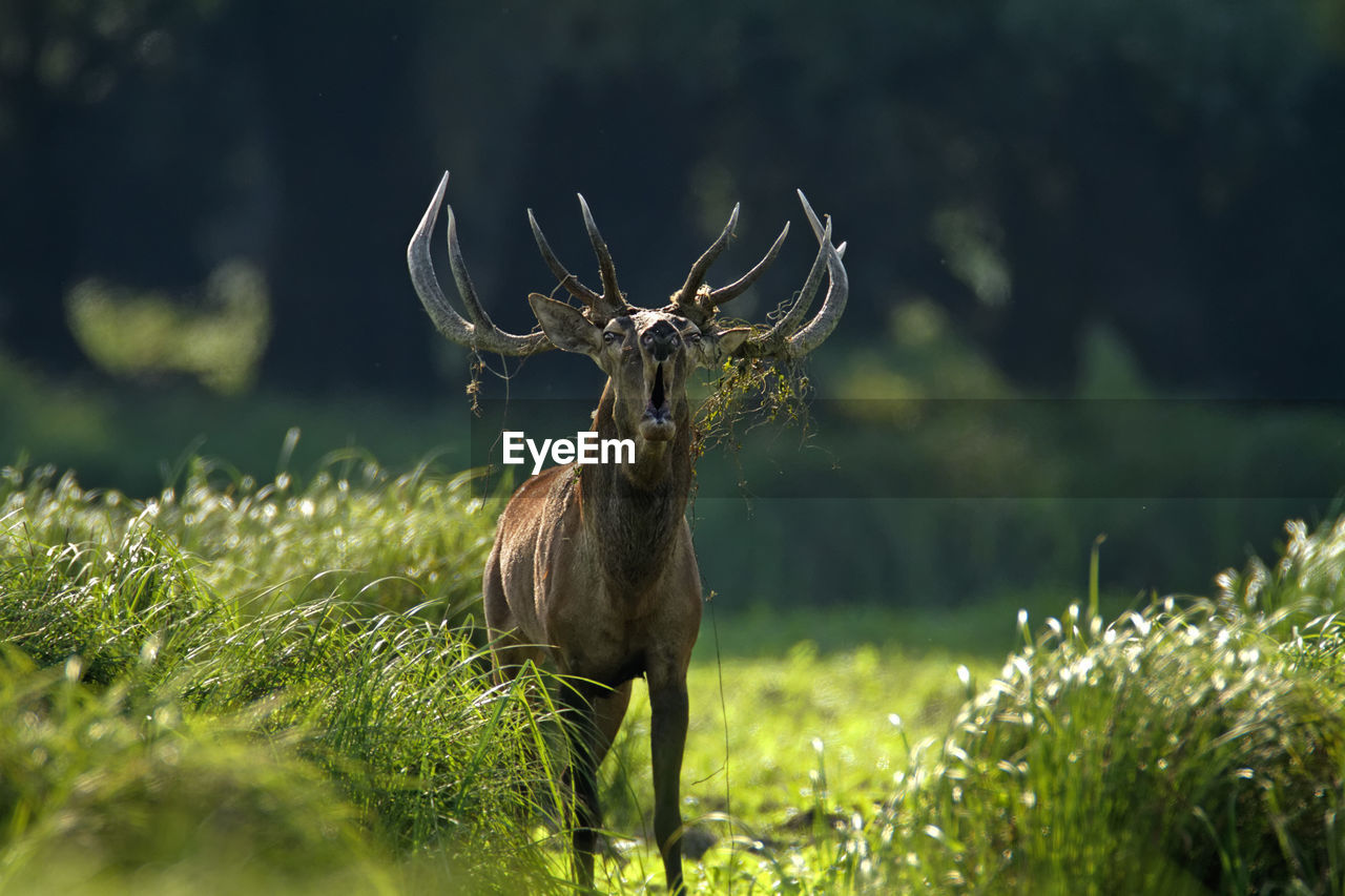 Deer rut in kopacki rit, croatia