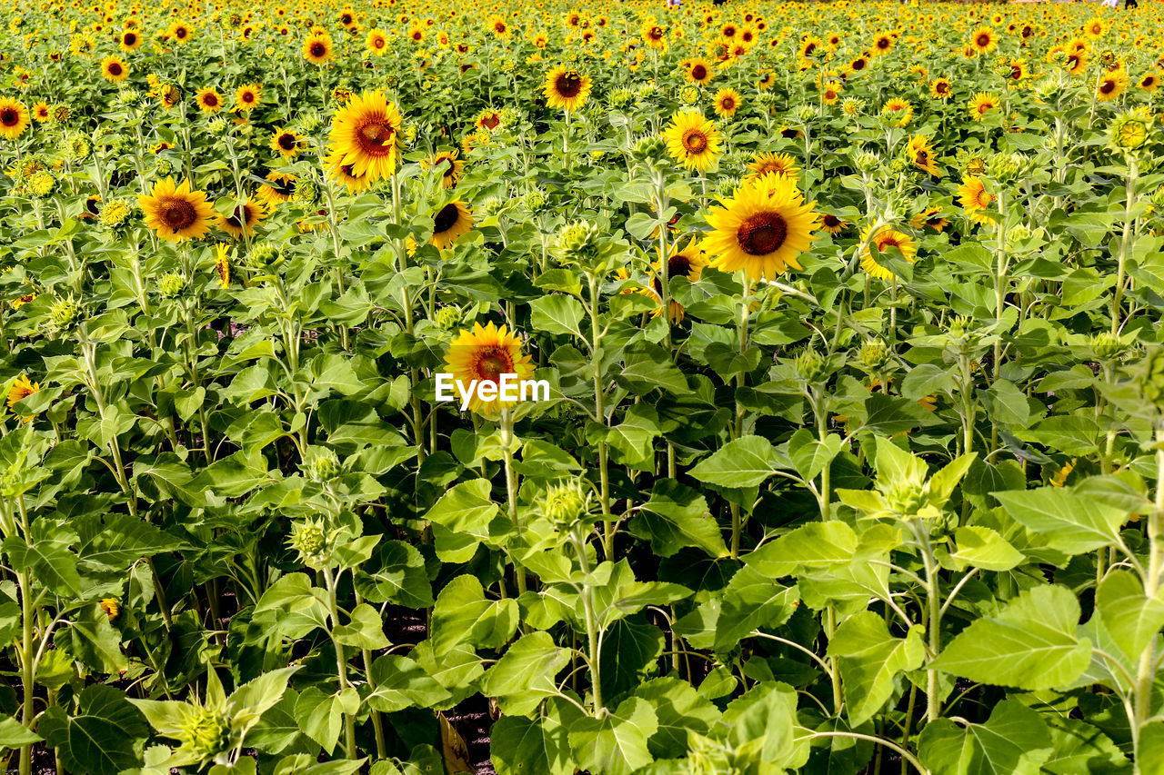 Close-up of sunflowers on field