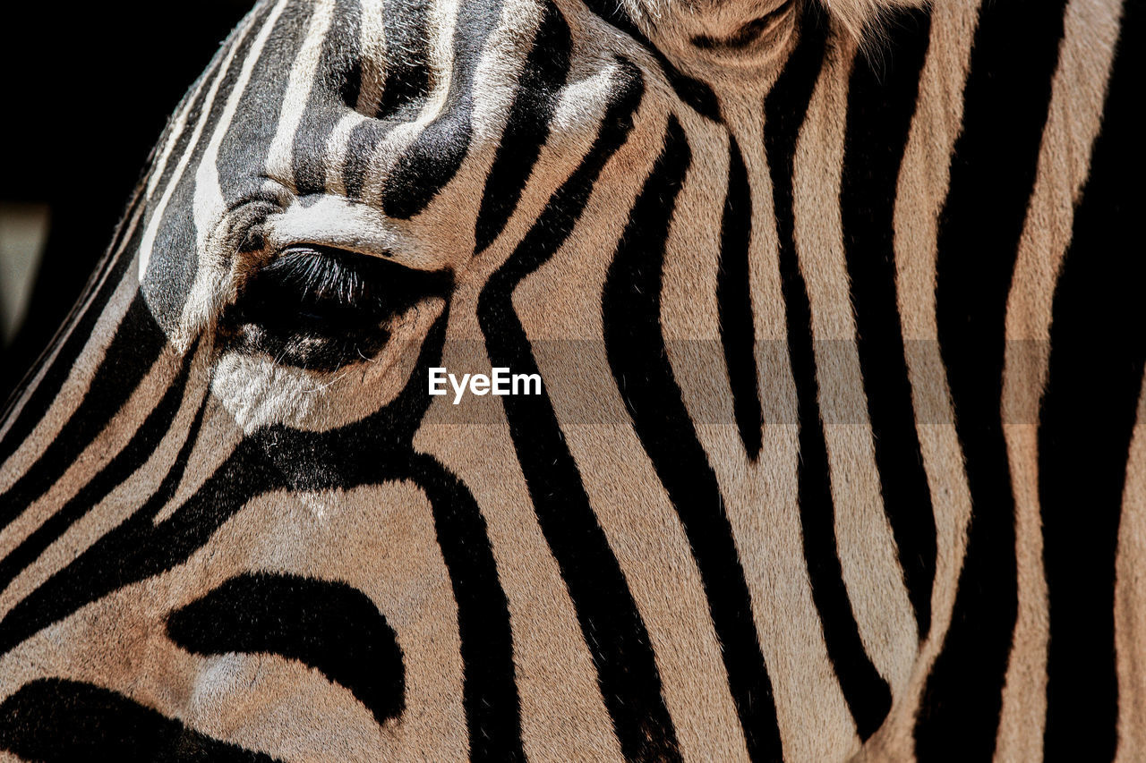 Close-up of zebra