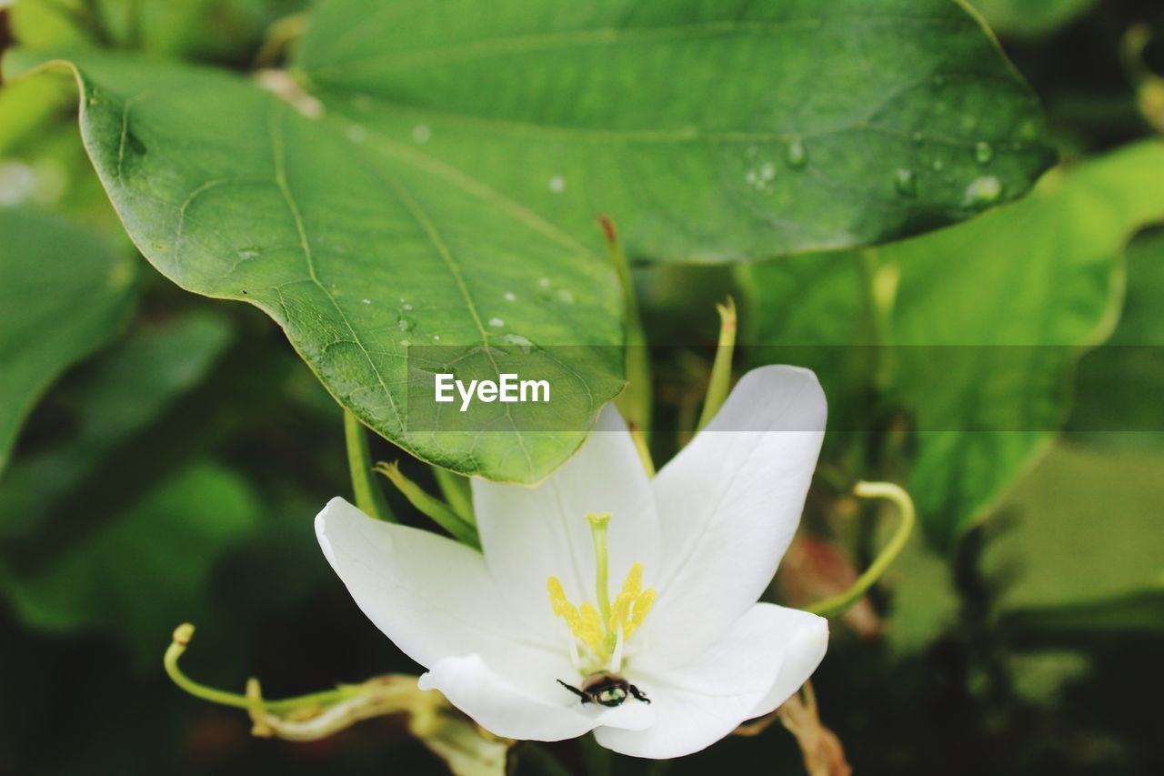 Close-up of white flower with leaves