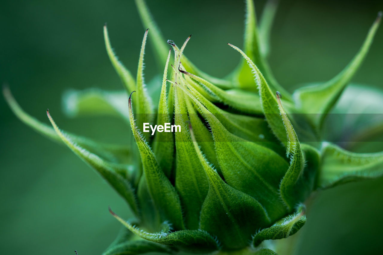 Close-up of green bud