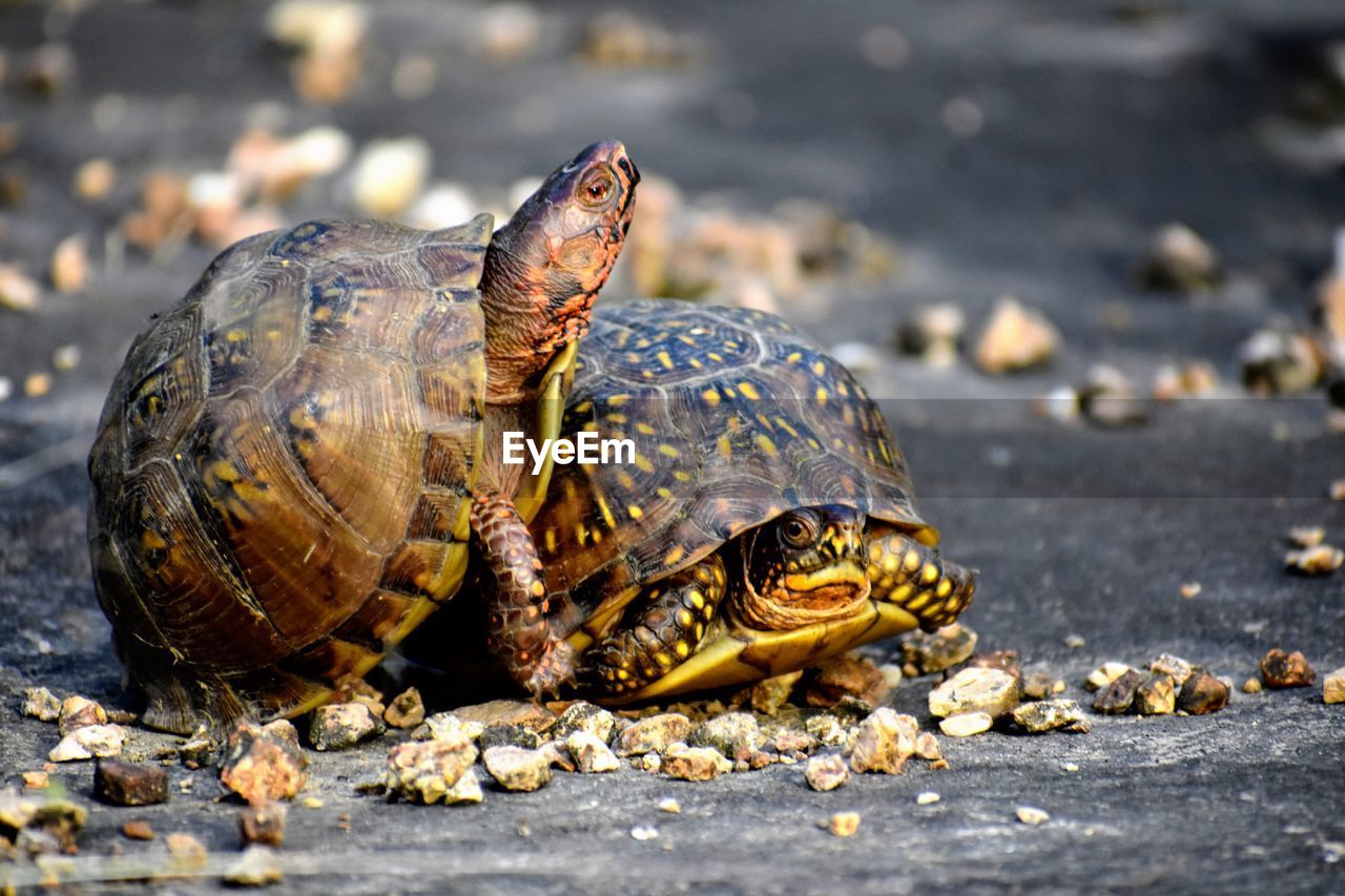 Close-up of mating turtles