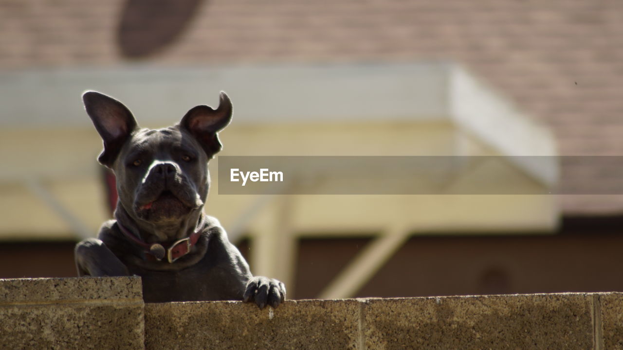 Close-up of dog behind fence