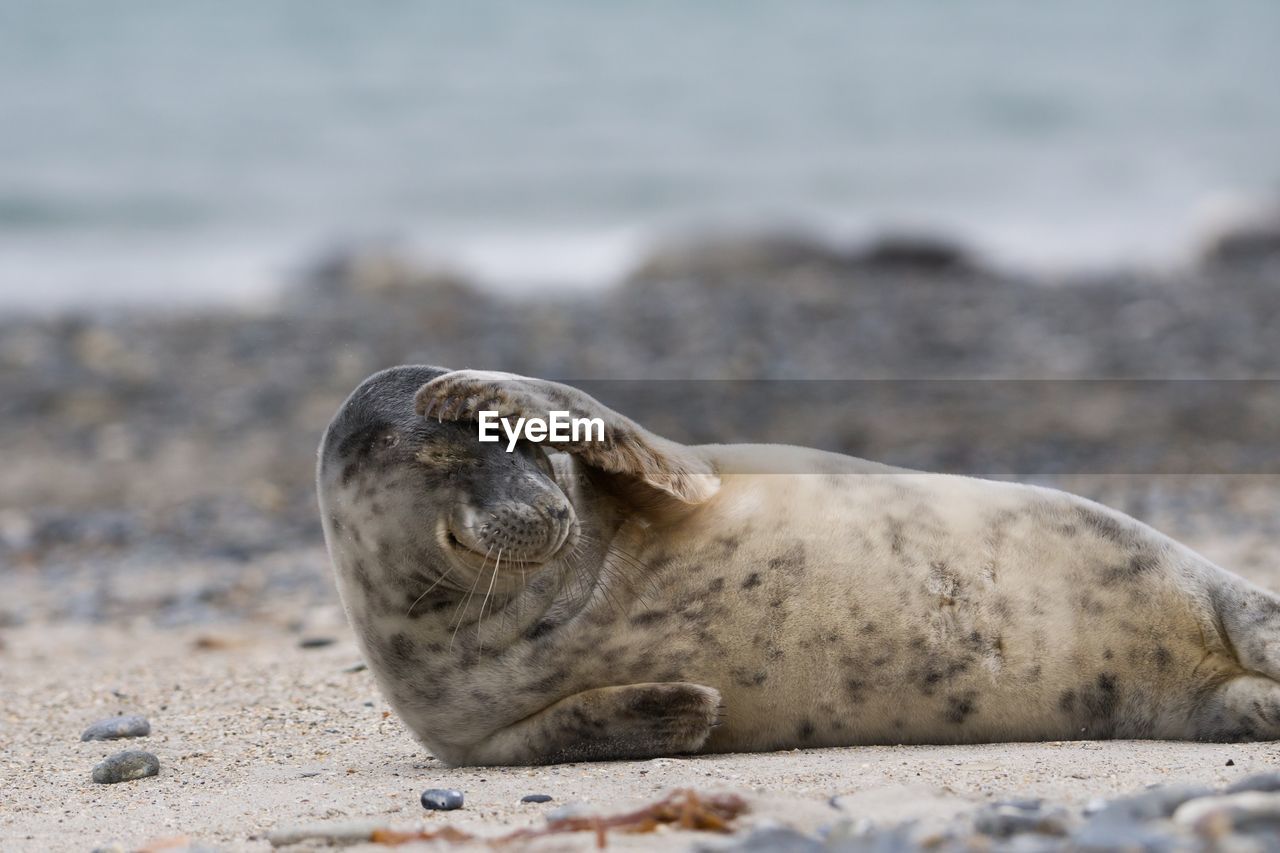 Seal resting on beach
