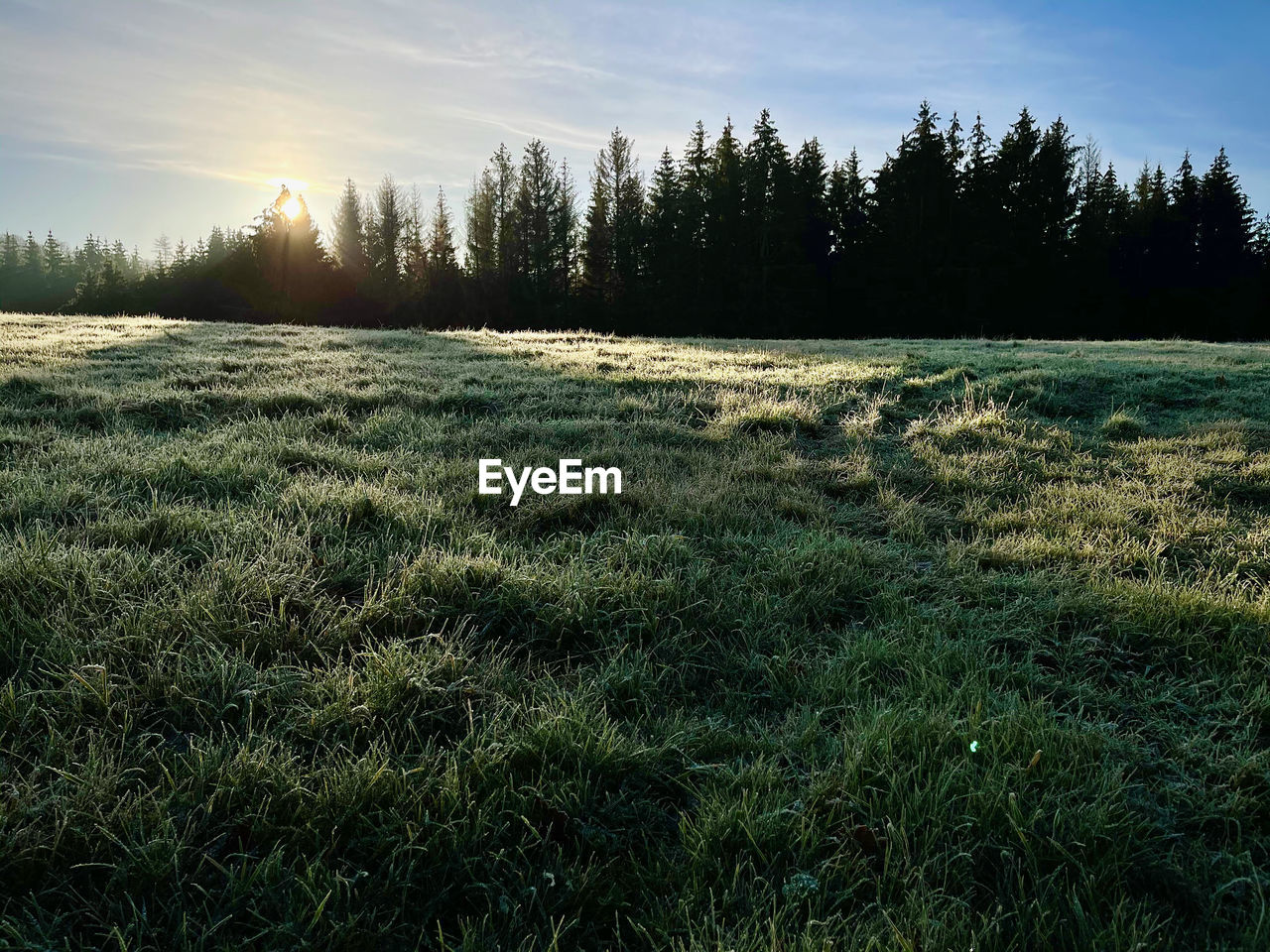 FIELD AGAINST SKY