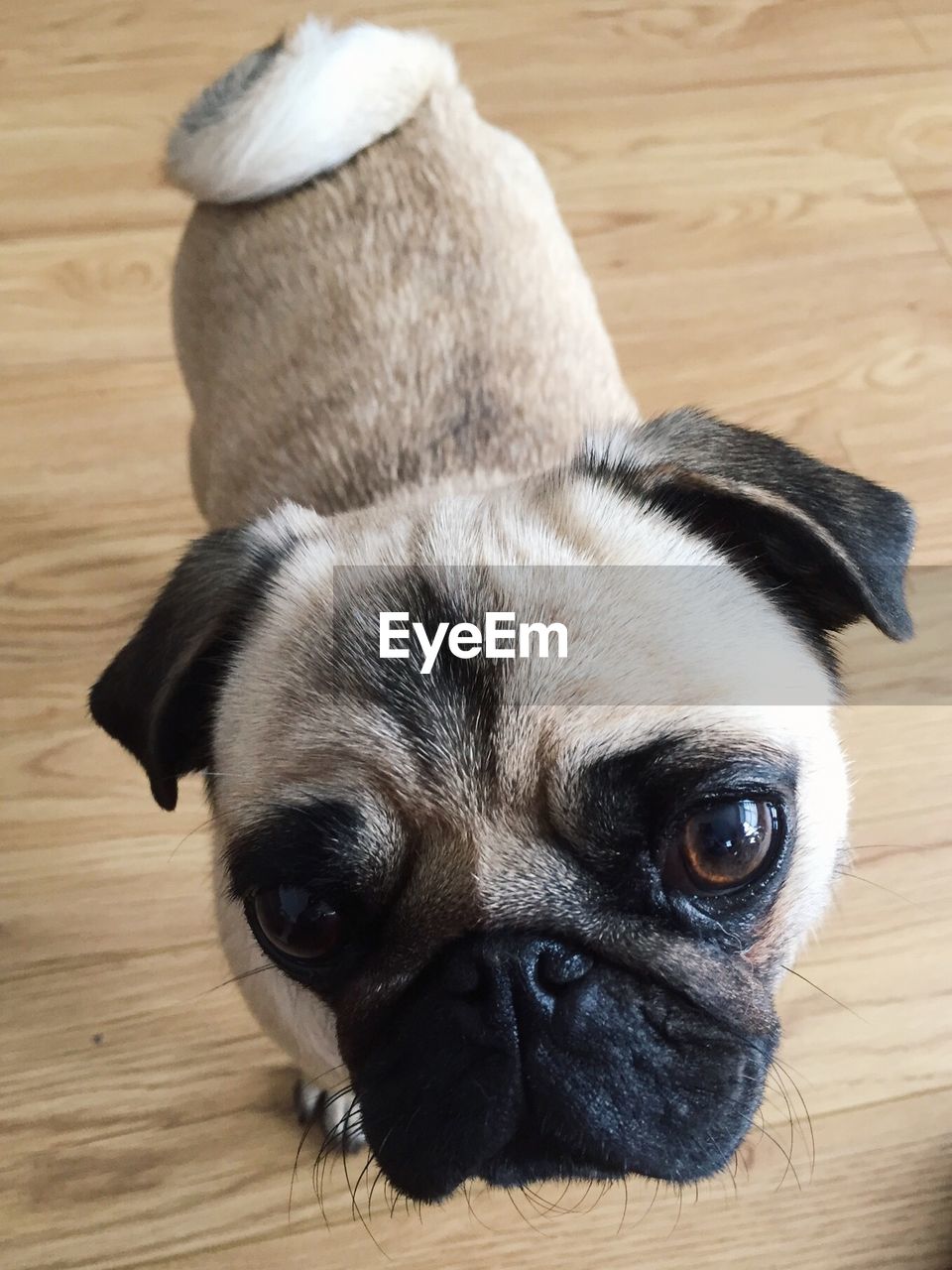 Close-up portrait of dog