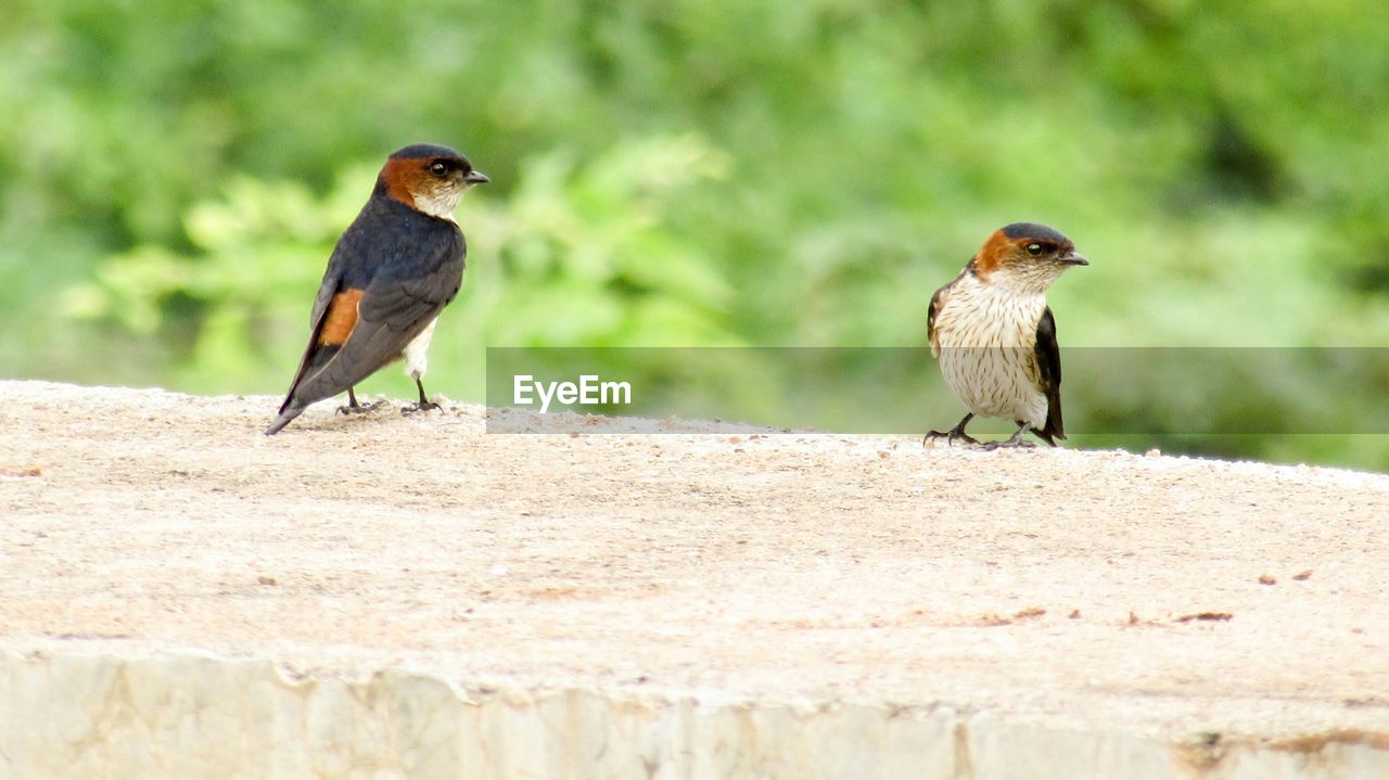 Close-up of red-rumped swallows perching on top of wall