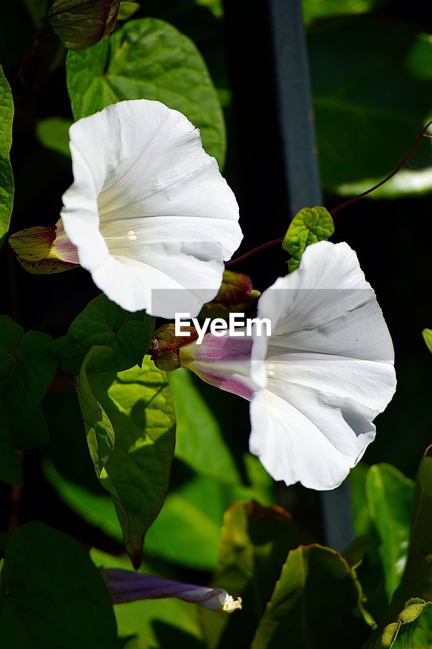 CLOSE-UP OF WHITE FLOWER BLOOMING