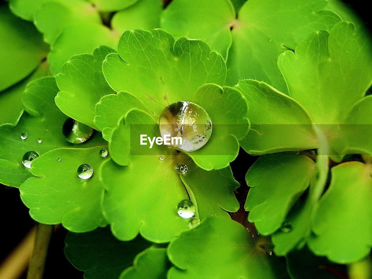 CLOSE-UP OF WET LEAVES