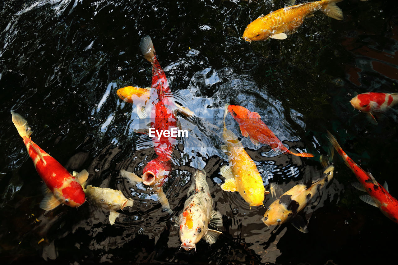HIGH ANGLE VIEW OF KOI CARPS IN POND