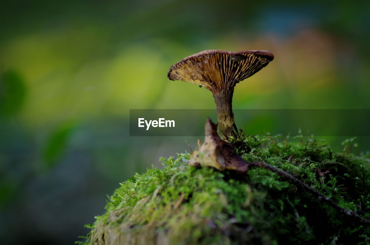 Close-up of mushroom growing on plant