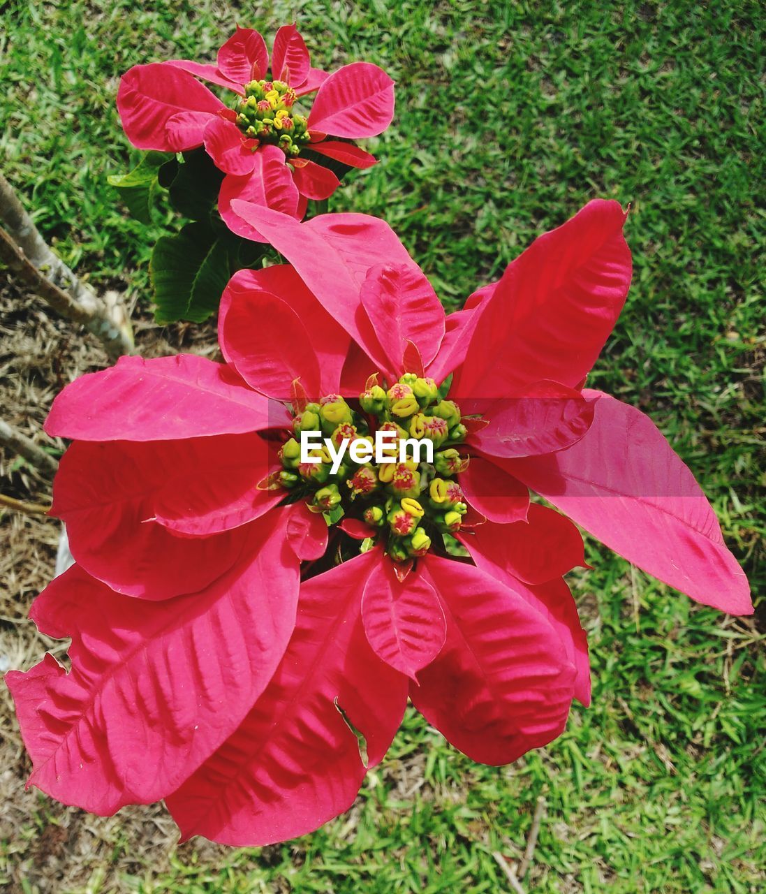 RED FLOWERS BLOOMING IN FIELD