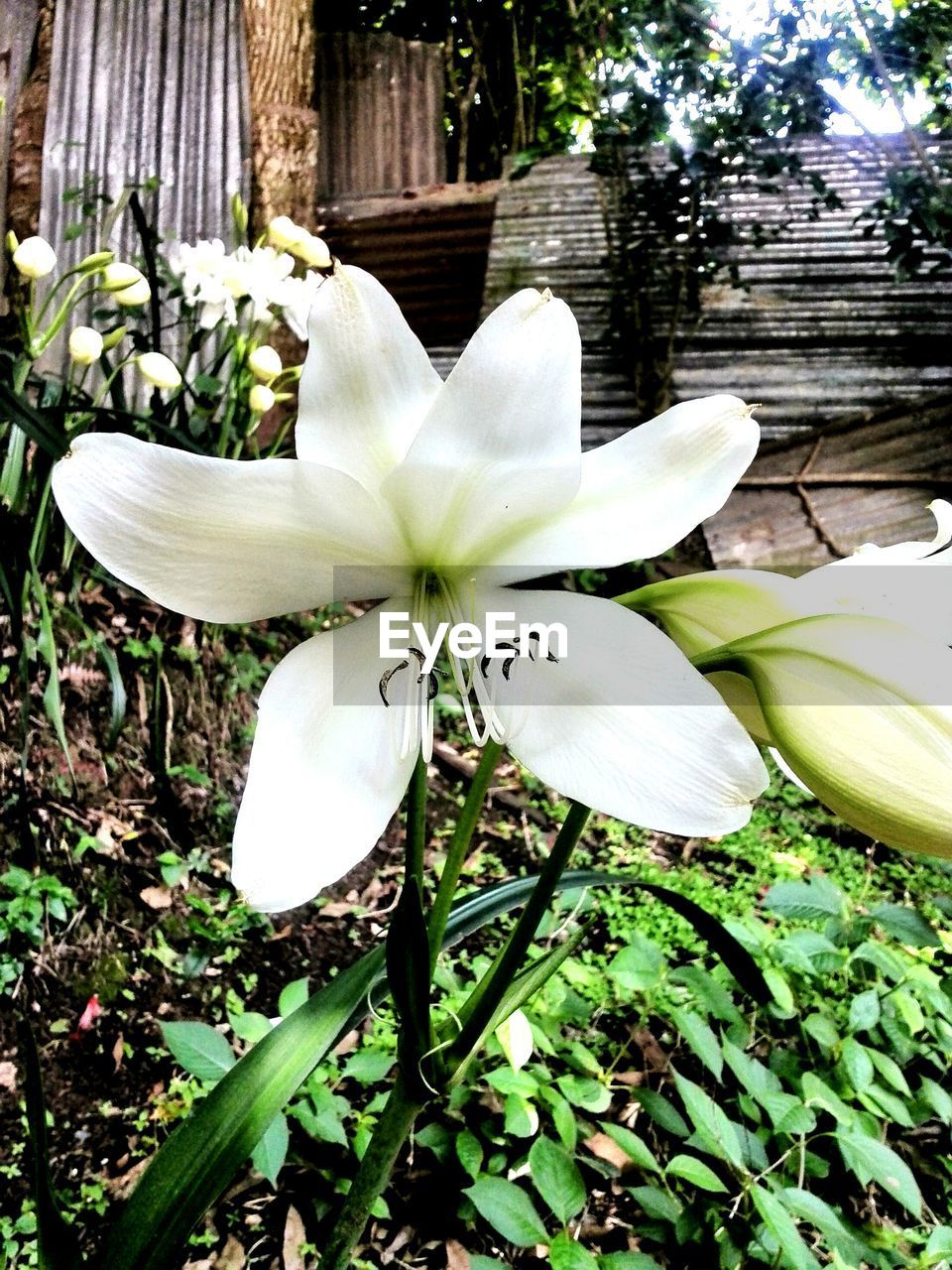 CLOSE-UP OF WHITE FLOWERS BLOOMING