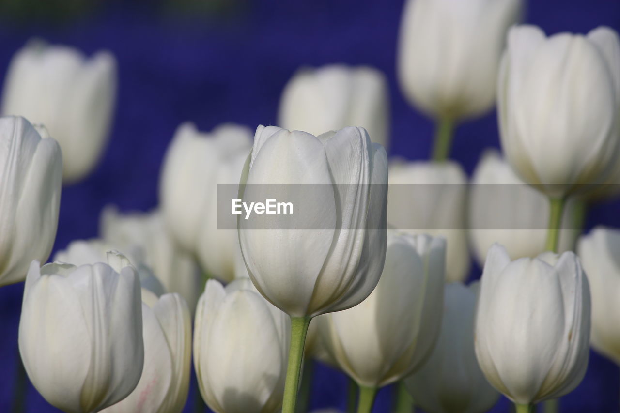 CLOSE-UP OF WHITE FLOWERS BLOOMING