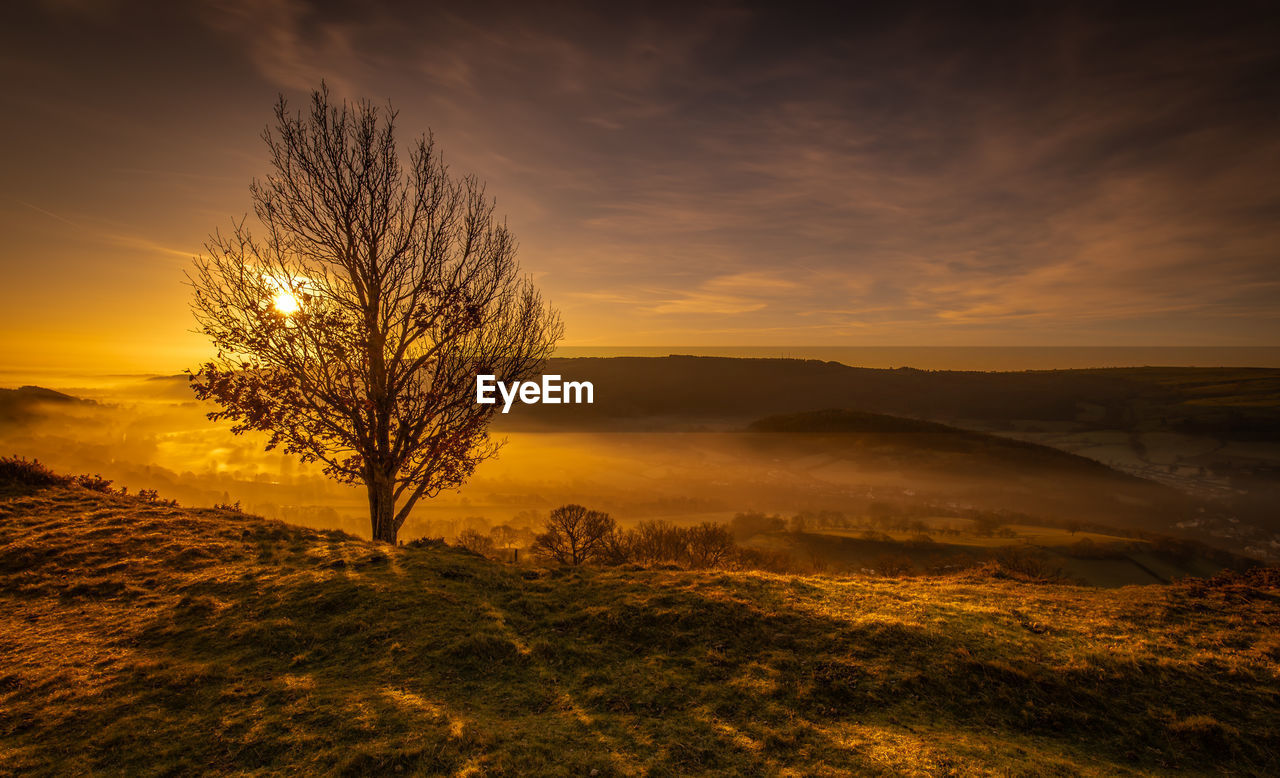 Bare tree on field against sky during sunset