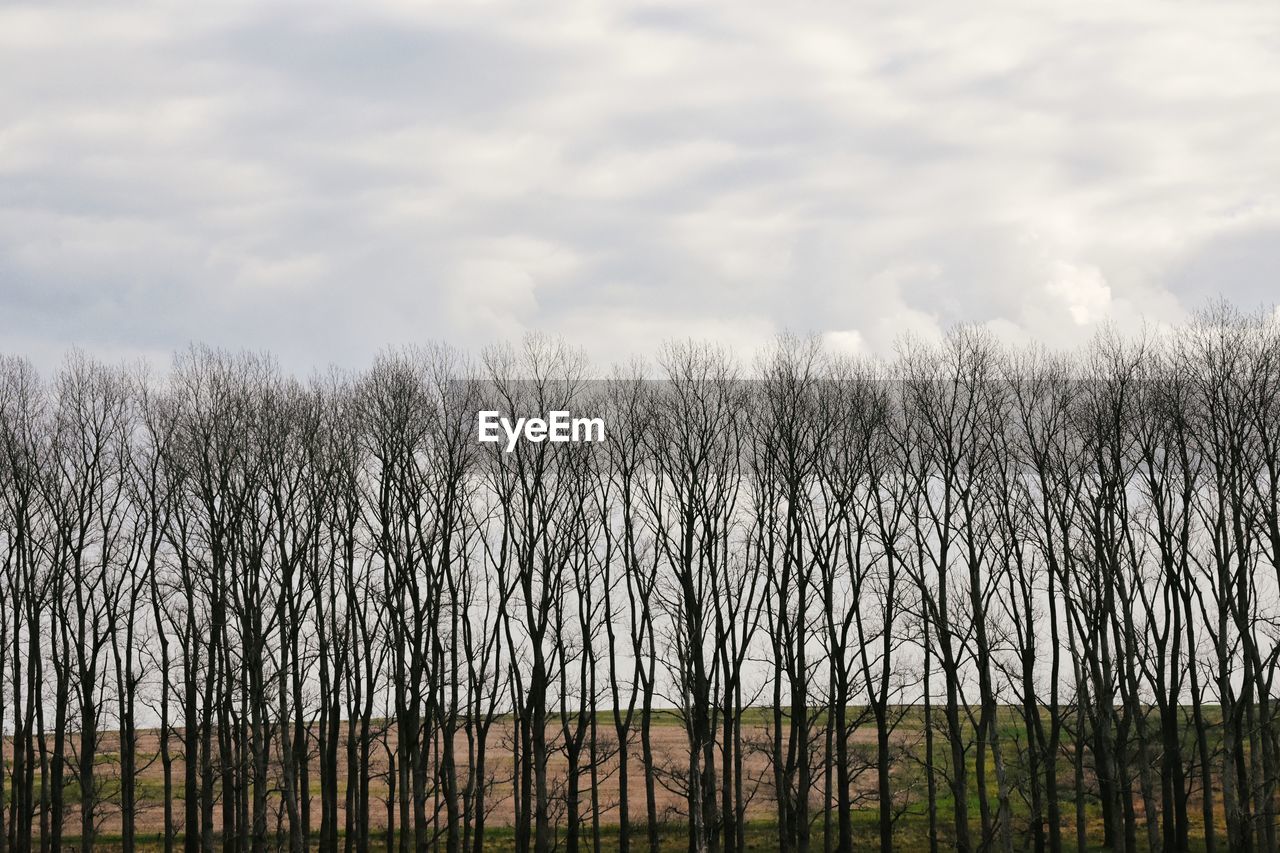 PLANTS GROWING ON FIELD AGAINST SKY