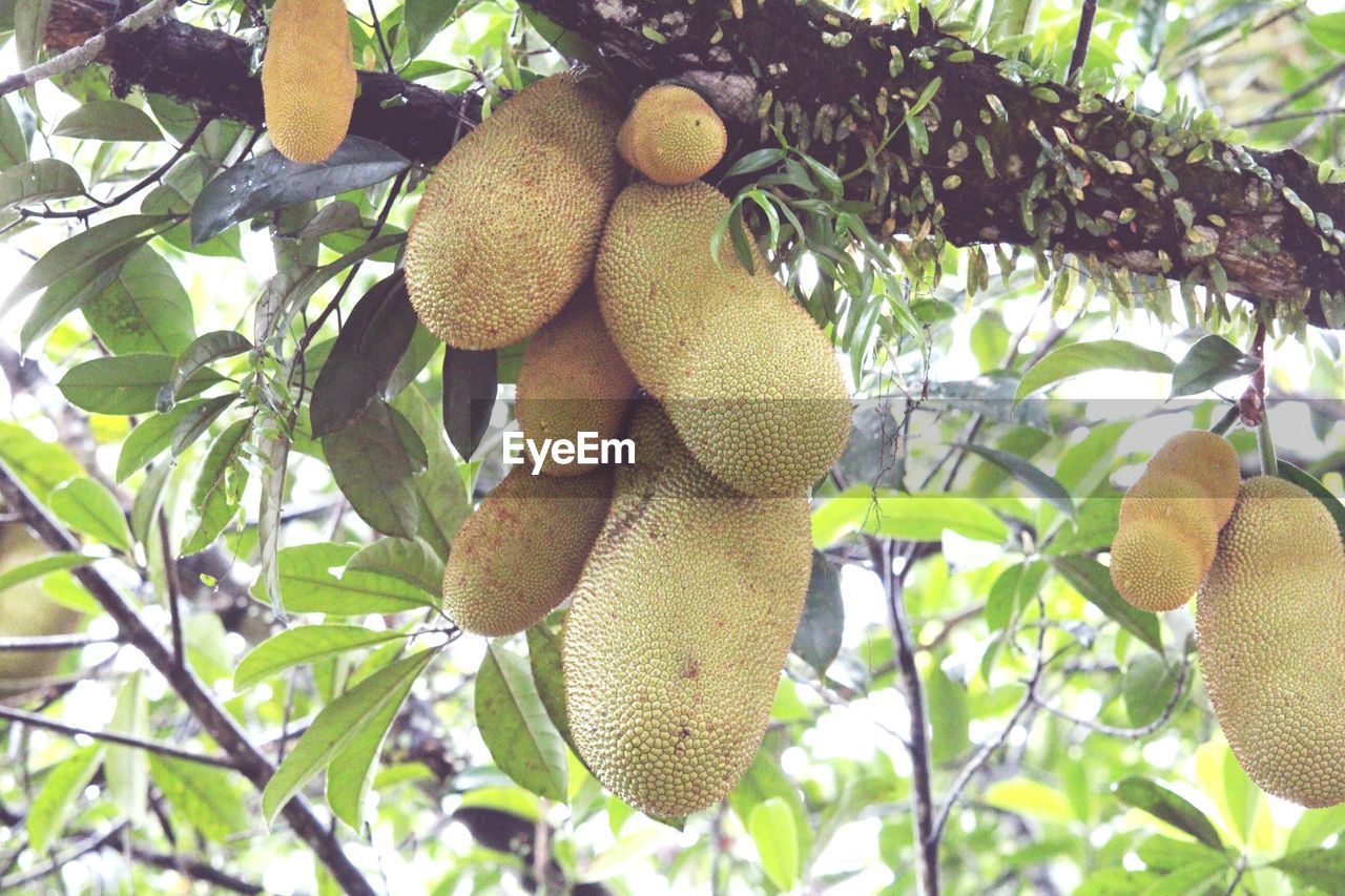 LOW ANGLE VIEW OF FRUITS HANGING ON BRANCH