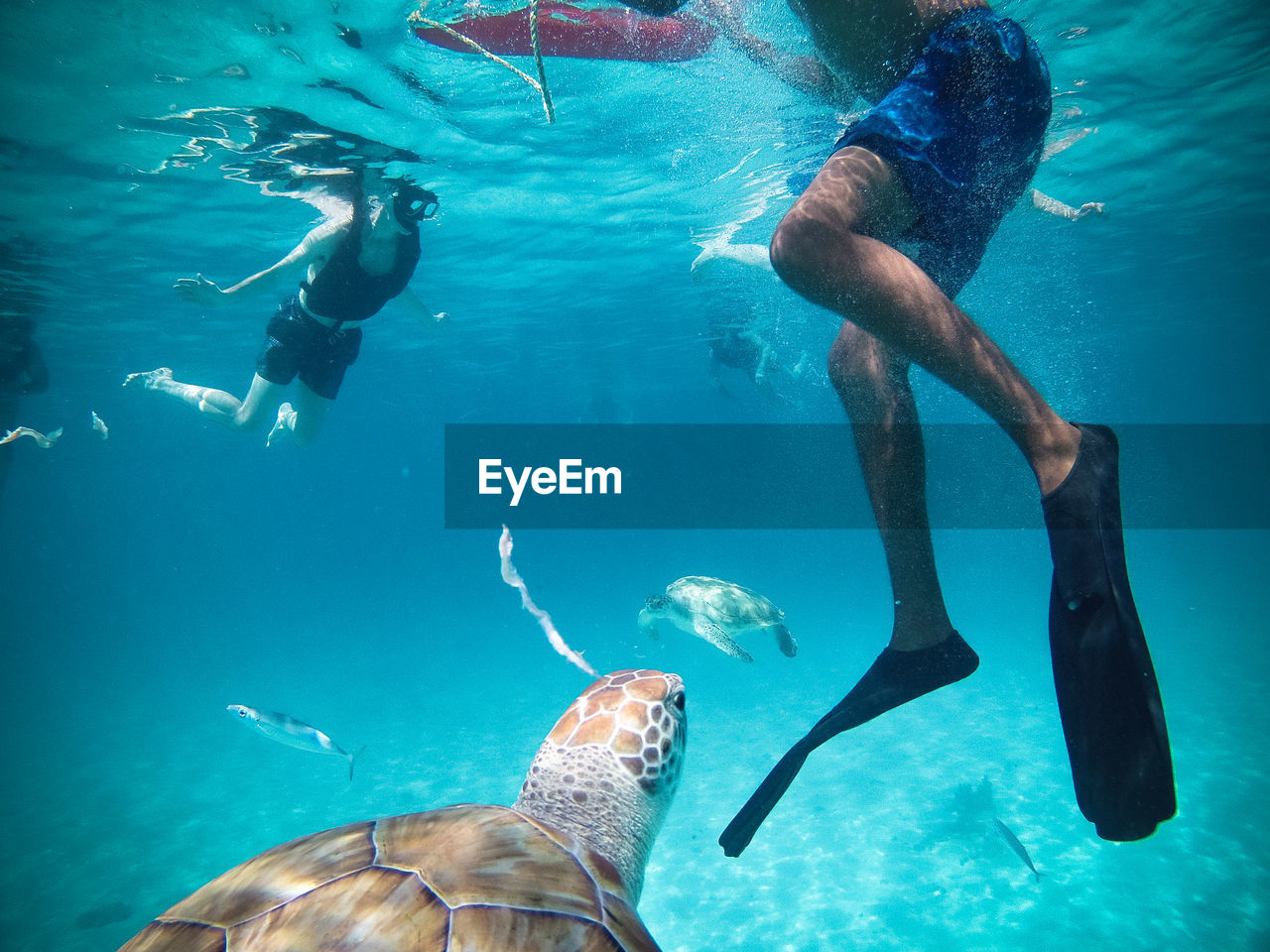 Man and woman swimming by turtle in sea