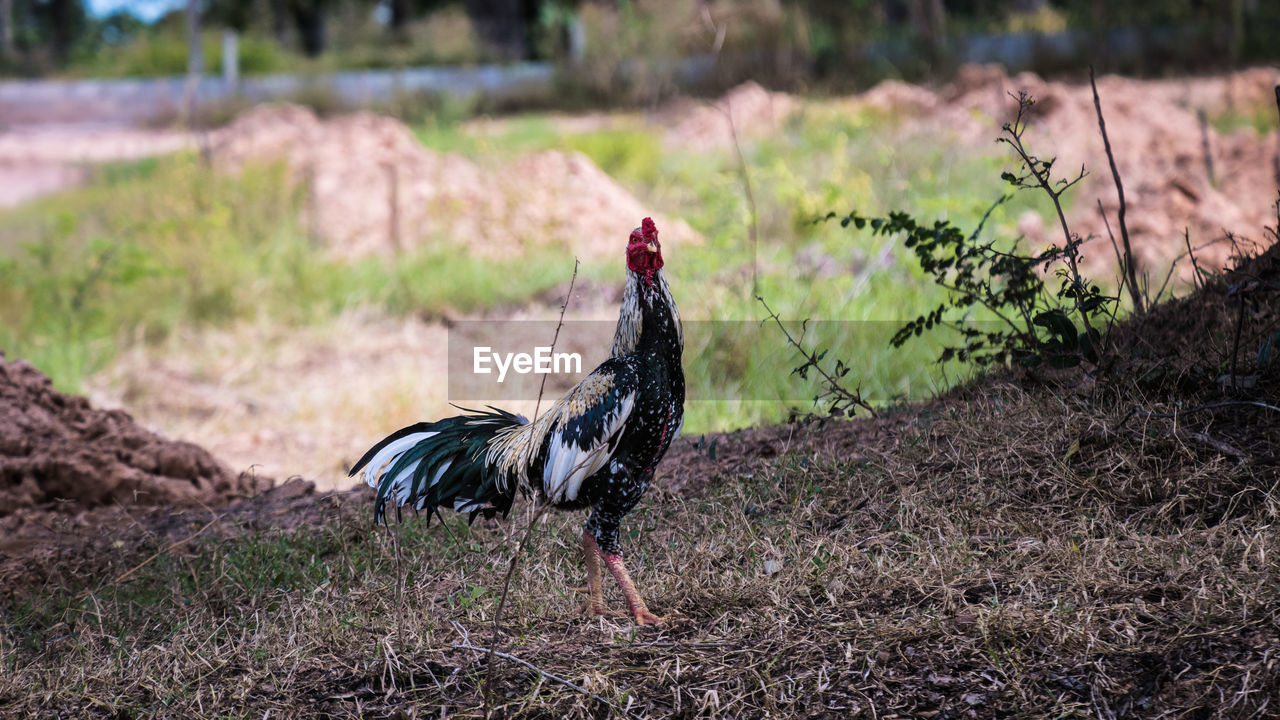 Rooster on field