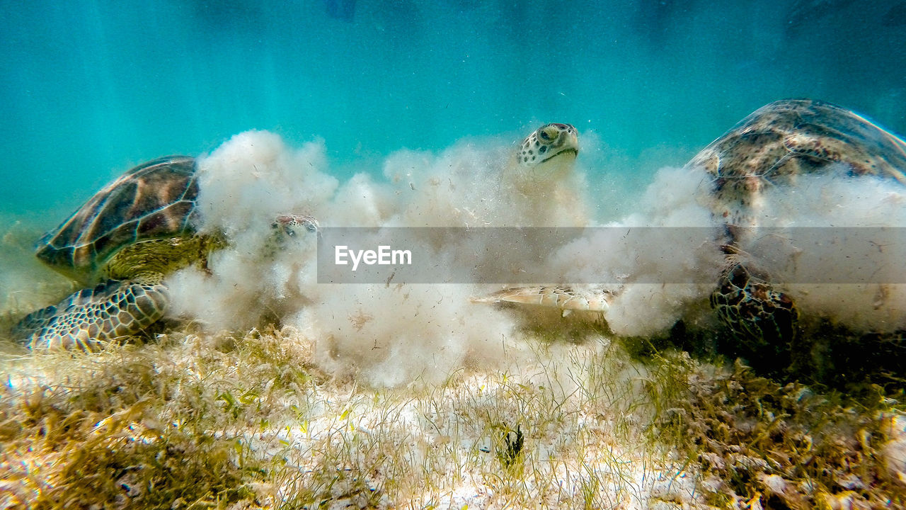 Sea turtles swimming at ocean floor