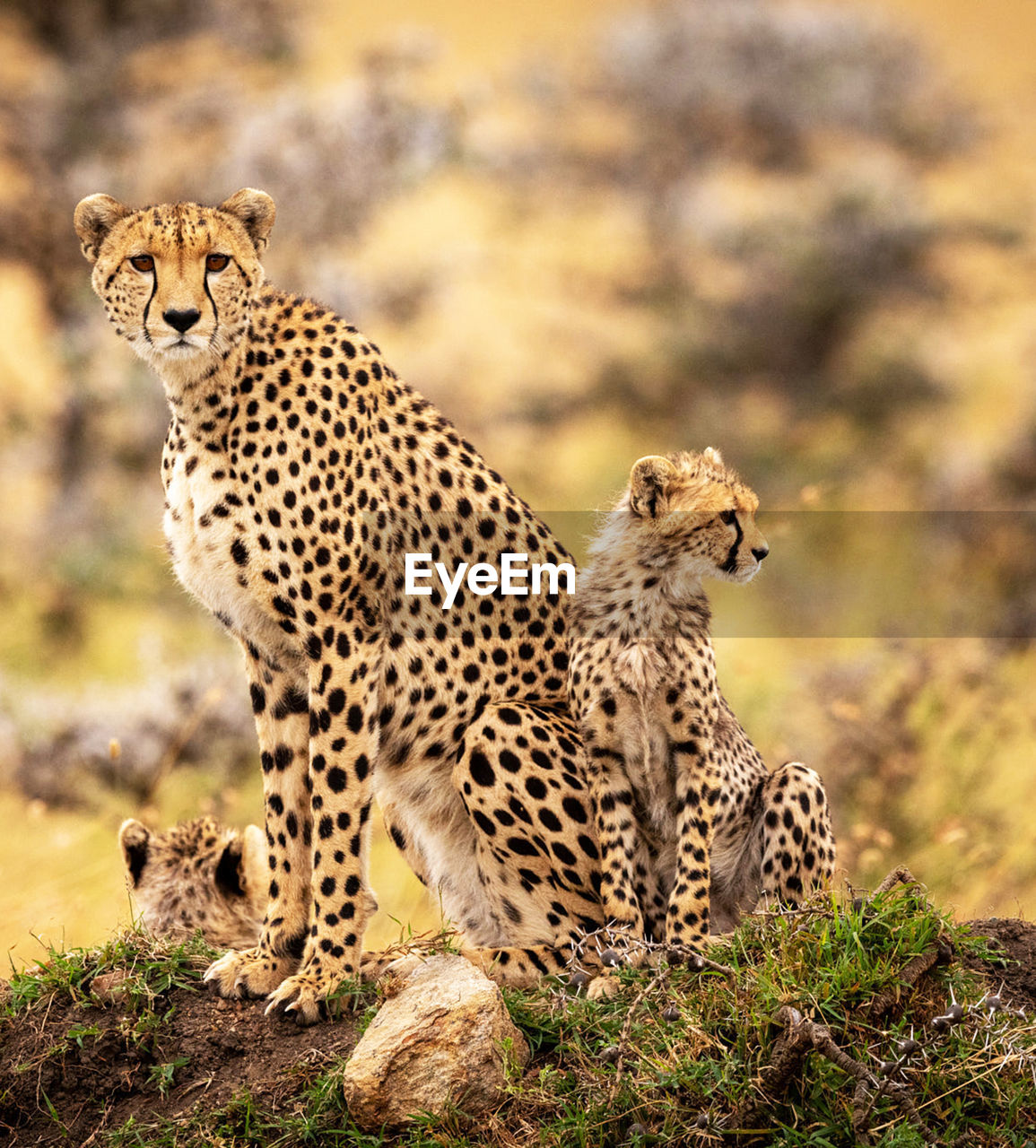 View of two cats sitting on land