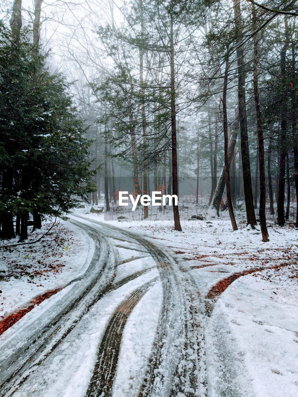 tree, winter, snow, cold temperature, plant, transportation, nature, road, no people, forest, land, the way forward, beauty in nature, environment, scenics - nature, white, non-urban scene, tranquility, day, freezing, tranquil scene, landscape, pinaceae, diminishing perspective, outdoors, tire track, coniferous tree, frozen, covering, pine tree, travel, woodland, frost, pine woodland, mode of transportation