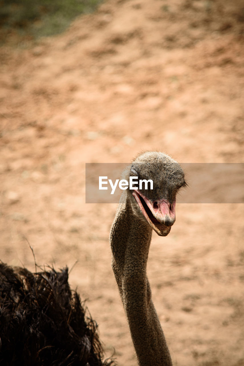 Close-up of ostrich standing against field