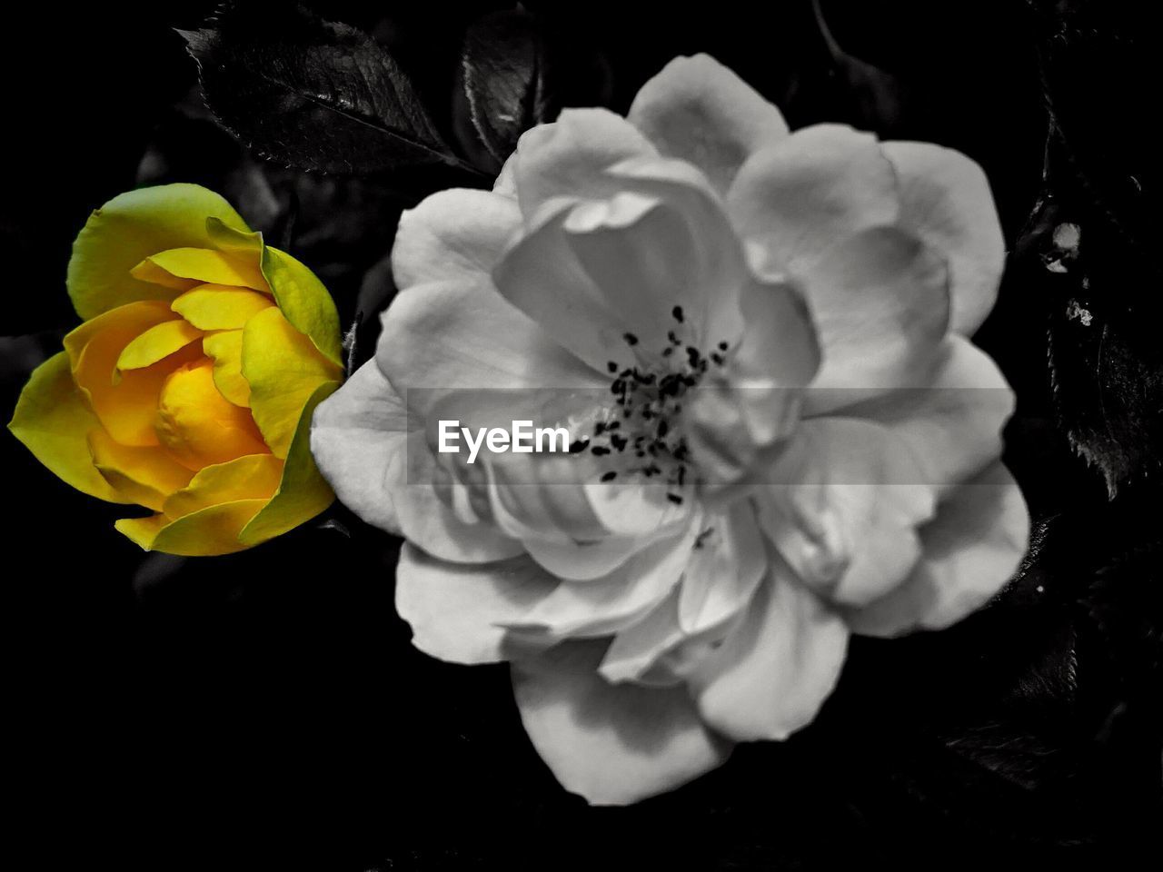 Macro shot of yellow flower