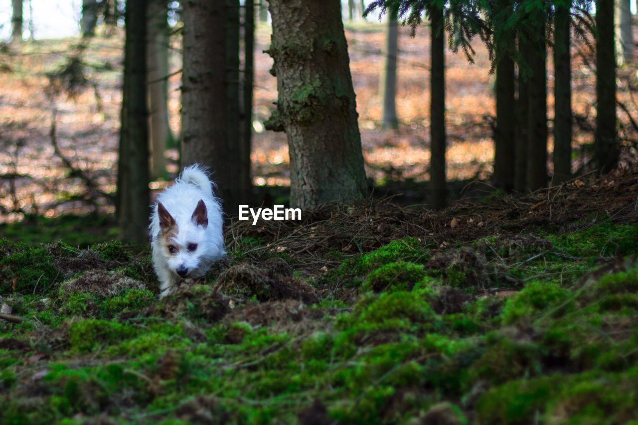 Cat in forest