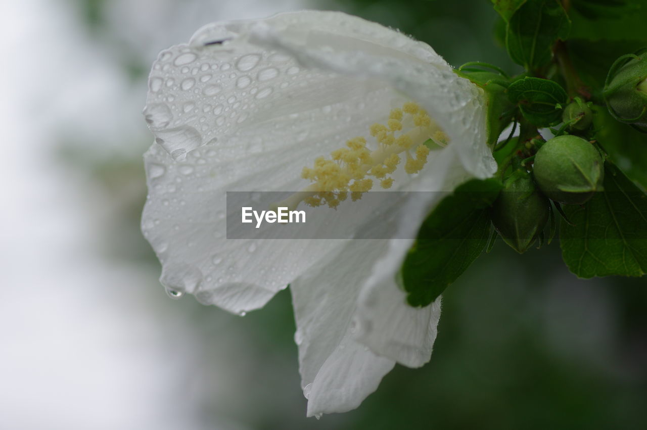 CLOSE-UP OF RAINDROPS ON WHITE ROSE FLOWER