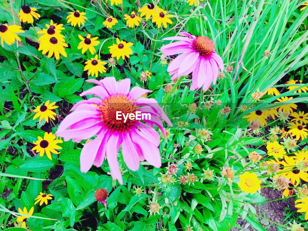 HIGH ANGLE VIEW OF FLOWER BLOOMING OUTDOORS