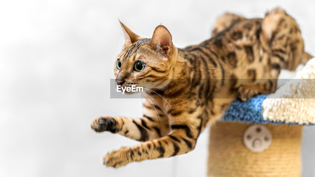 cat, animal, animal themes, feline, mammal, pet, felidae, domestic cat, one animal, domestic animals, whiskers, small to medium-sized cats, no people, tabby, looking, young animal, big cat, ocelot, cute, carnivore