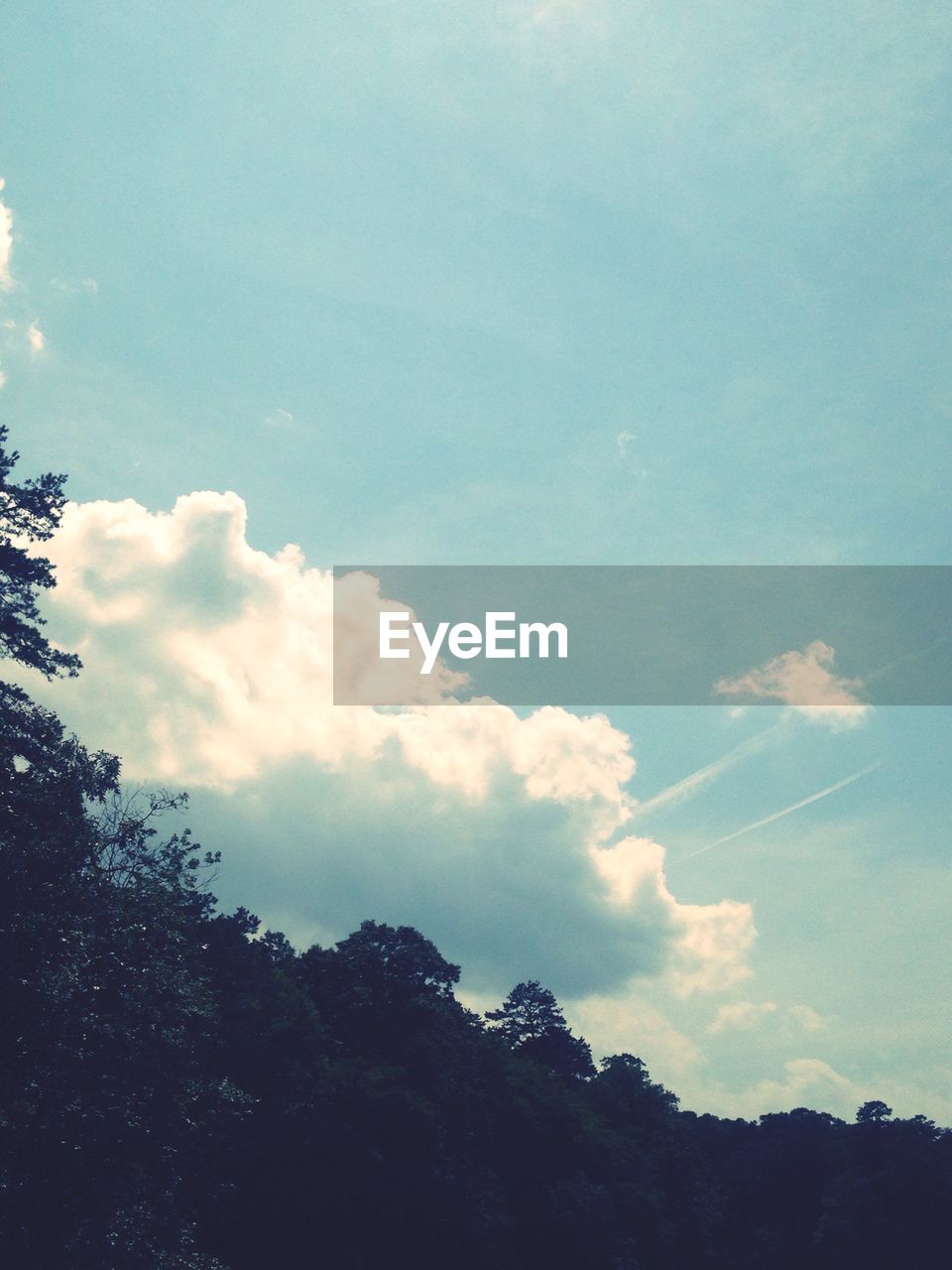 LOW ANGLE VIEW OF TREES AGAINST SKY