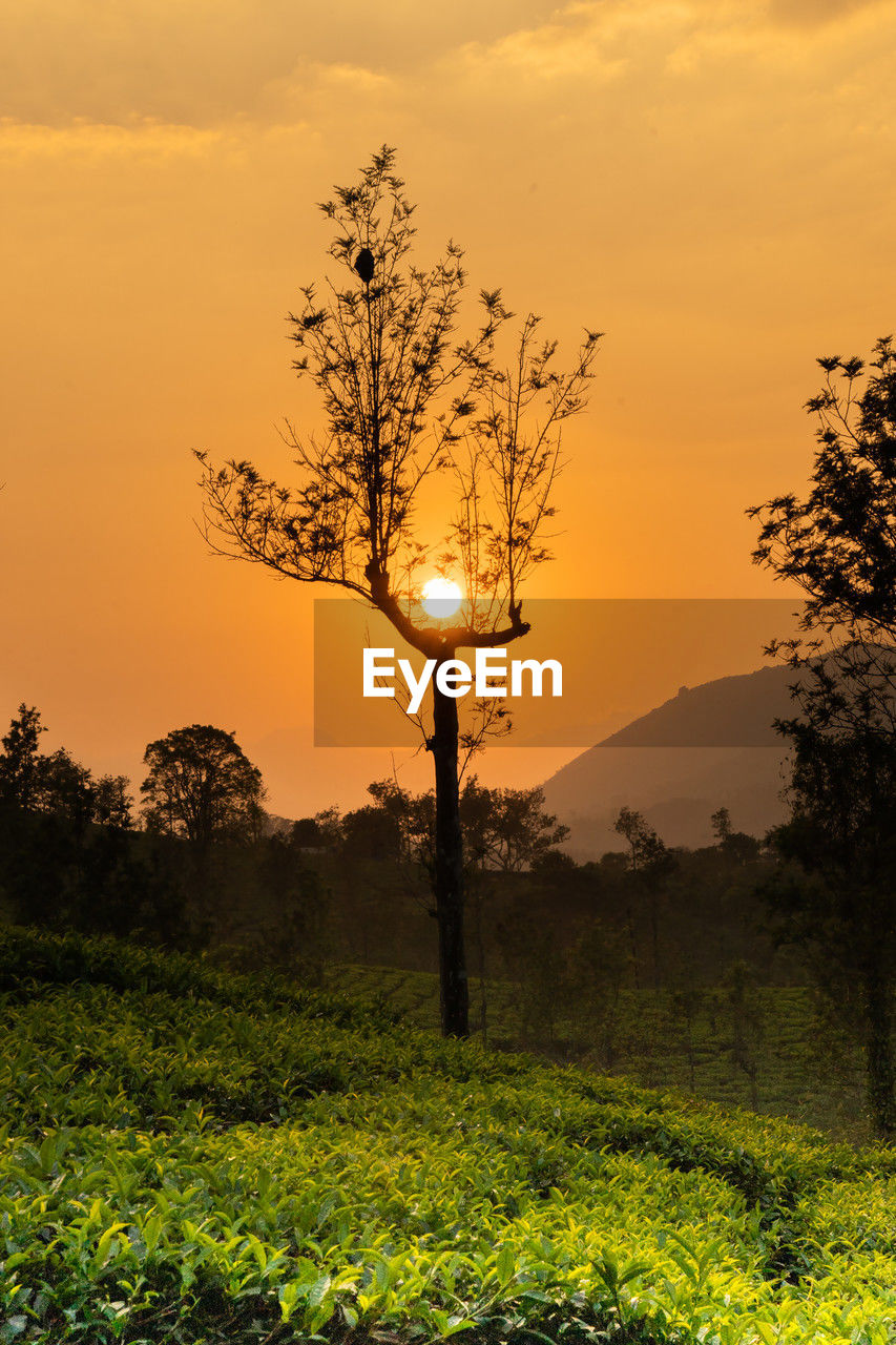 nature, plant, sunset, sky, tree, landscape, environment, sunlight, field, beauty in nature, land, yellow, scenics - nature, leaf, sun, horizon, flower, rural scene, tranquility, no people, cloud, tranquil scene, grass, dawn, rural area, orange color, branch, silhouette, dramatic sky, meadow, agriculture, outdoors, savanna, back lit, twilight, plain, grassland, hill, evening, natural environment, prairie, growth, green, non-urban scene, idyllic, forest, vibrant color, autumn, multi colored, travel destinations, environmental conservation, travel, plant part, social issues, crop, moody sky, glowing